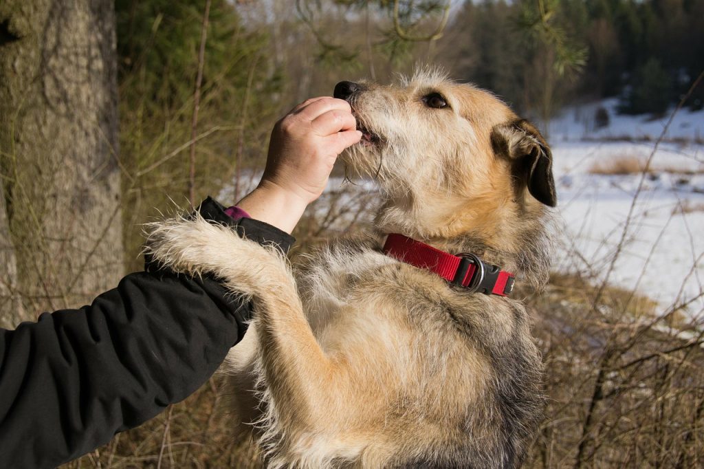 Online Hundeausbildung Online Hundeausbildung für Anfänger